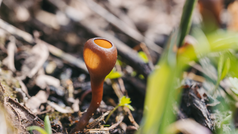 brown mushroom-like structure