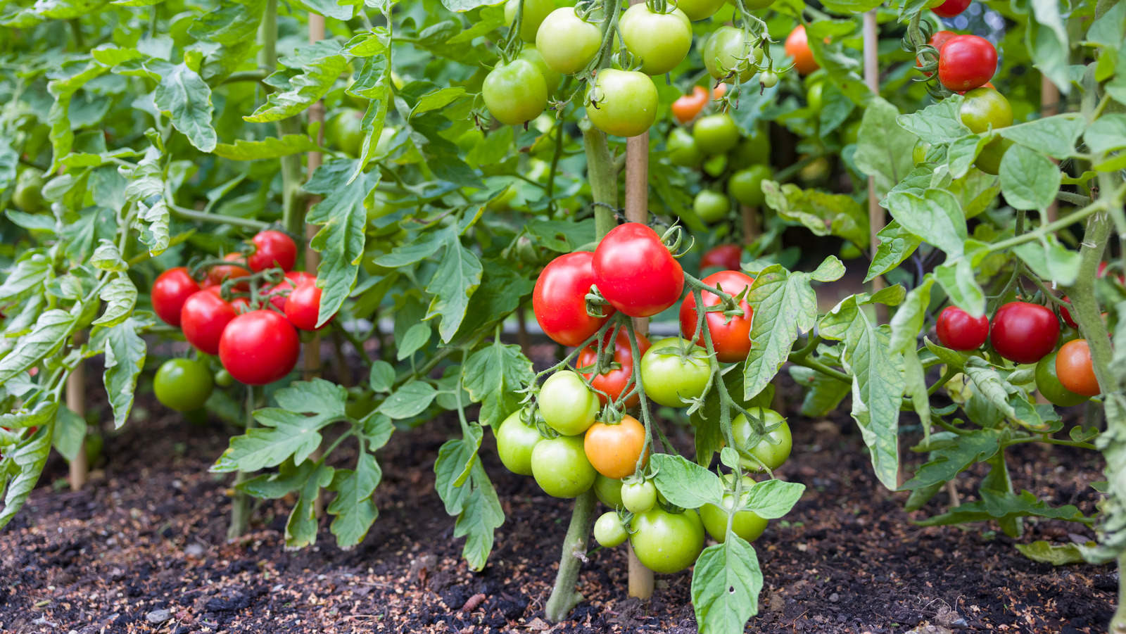 What The White Mold On Your Tomato Plants Really Is And How To Prevent It