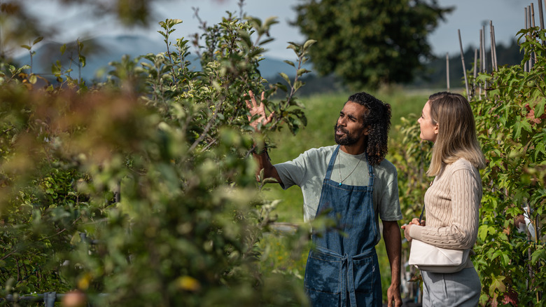 woman shopping for tree in tree nursery