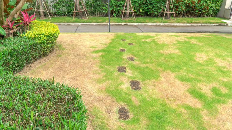 lawn with brown grass