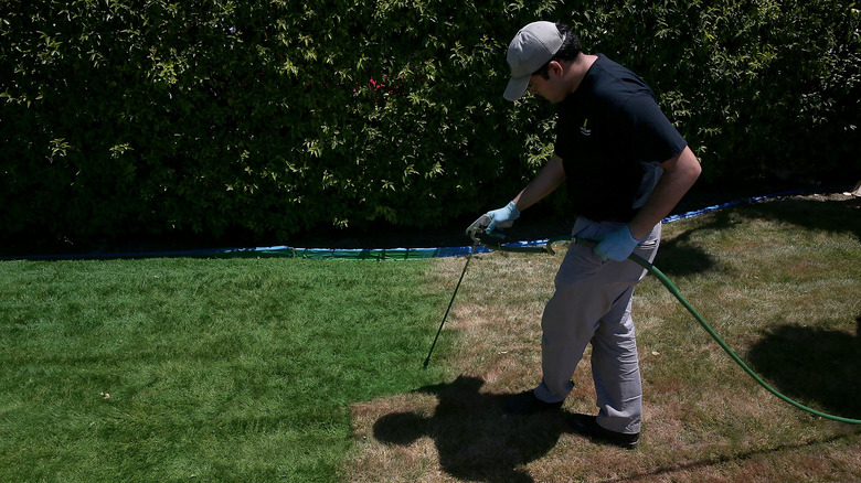 person painting grass