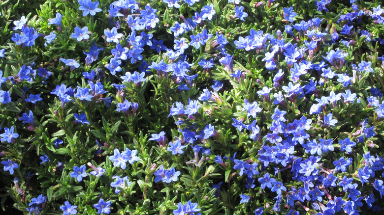 Lithodora diffusa or Glandora diffusa