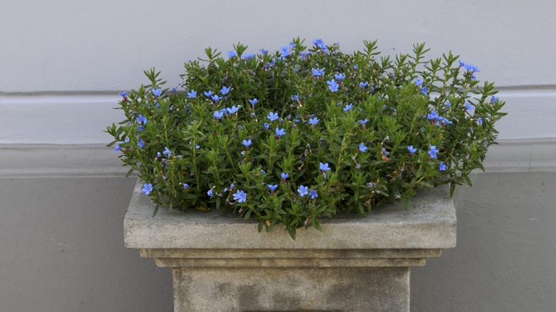 Lithodora in a stone planter