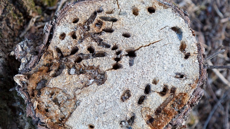 termites inside a tree stump