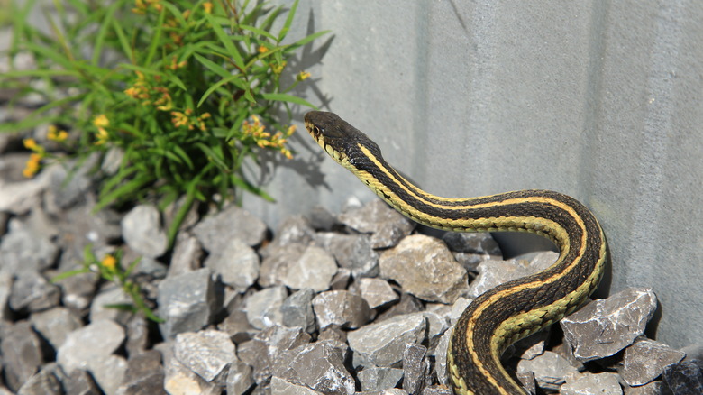 snake in the garden