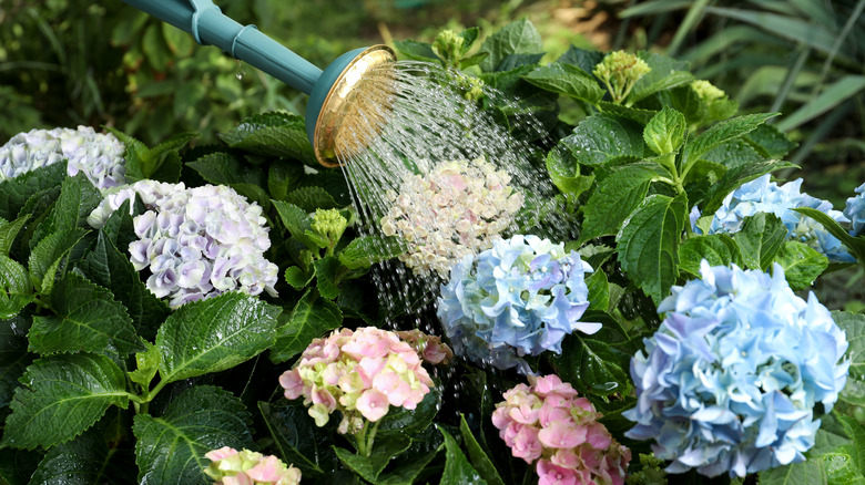 watering hydrangeas