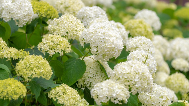 white and yellow hydrangeas