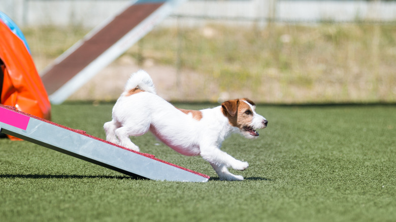 dog walking down ramp