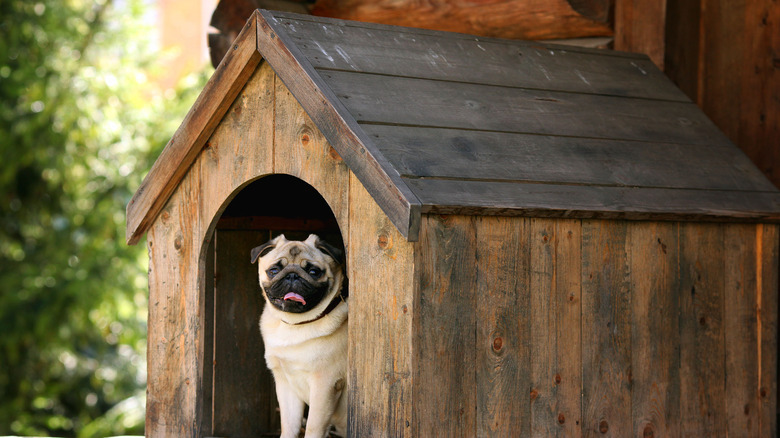 pug in wooden dog house 