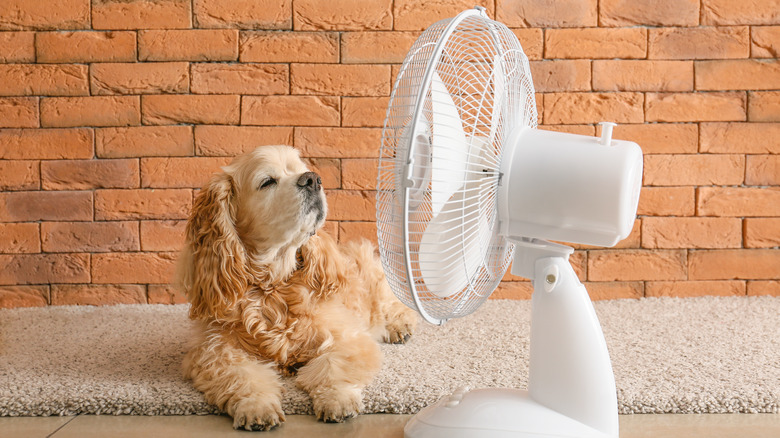 dog keeping cool with fan 