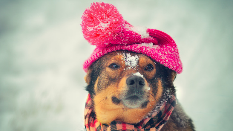 dog wearing hat and scarf