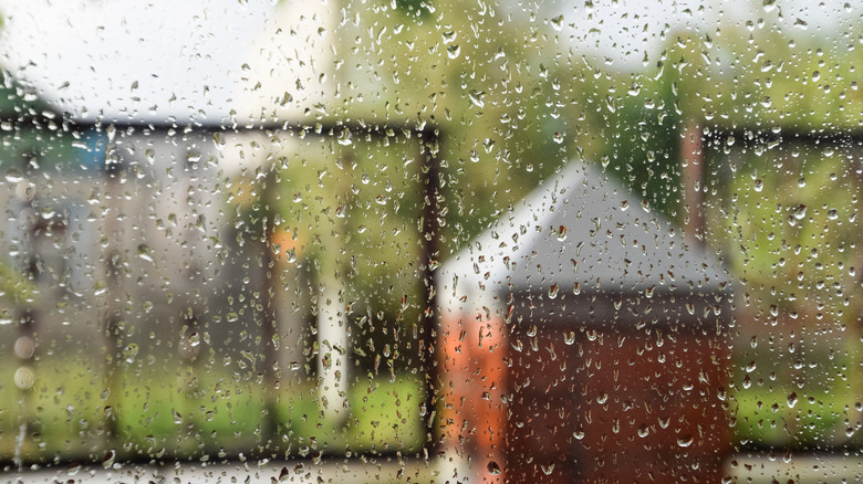 dog house in the rain 