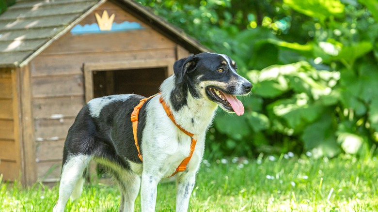 medium height dog and house