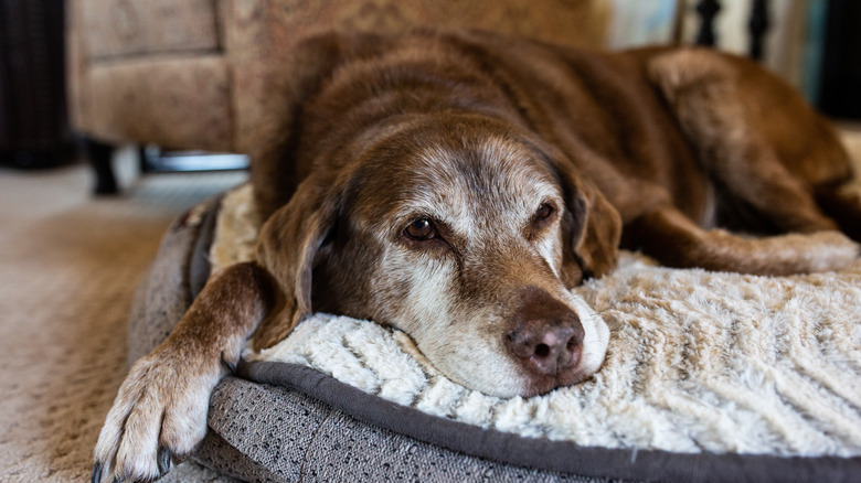 dog laying on bed