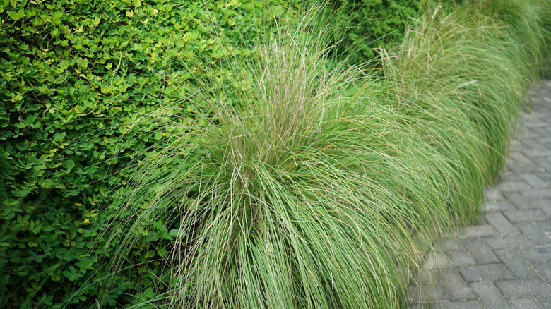 Pampas grass near green shrubs