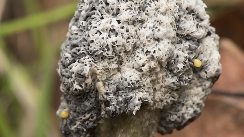 gray dog vomit fungus