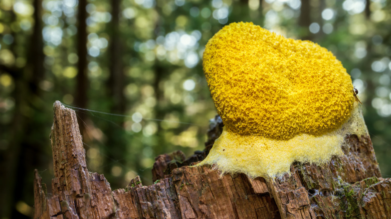 stump with dog vomit fungus