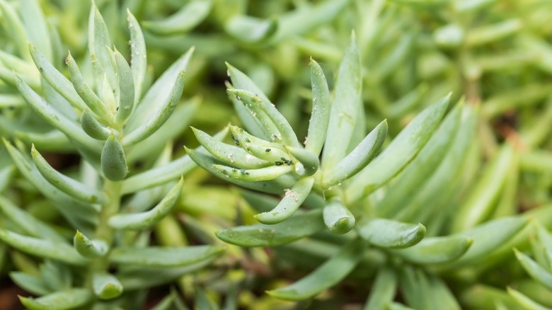 Aphids on sedum leaves