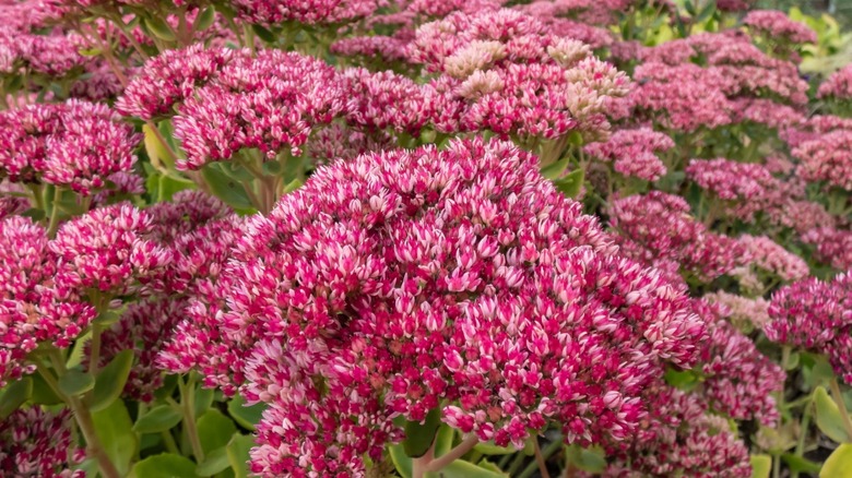 Red sedum plant flowers