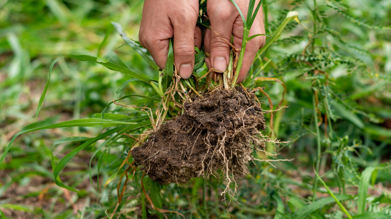 Pulling up weeds in lawn