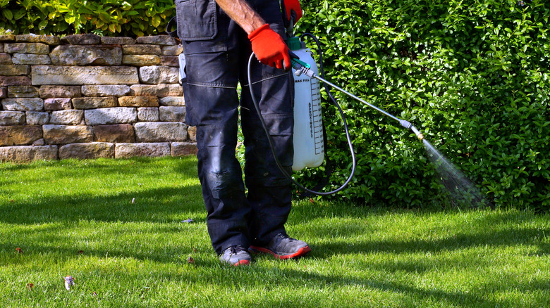 Spraying pre-emergent herbicide