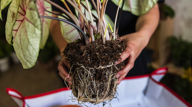 Plant with exposed roots