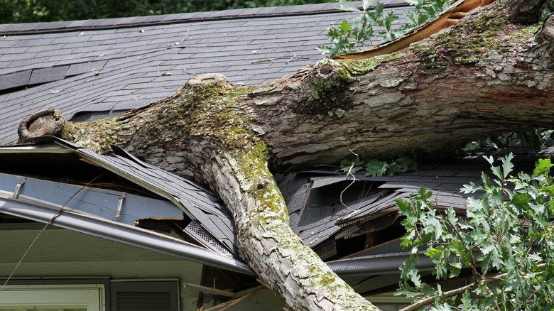 downed tree crushing roof