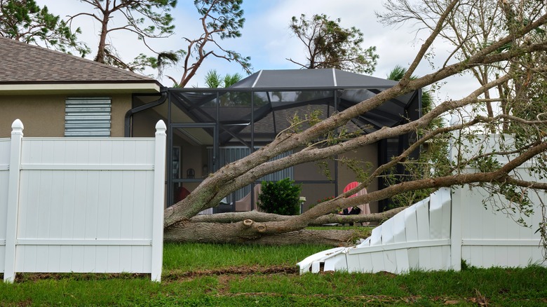 fallen tree on broken fence