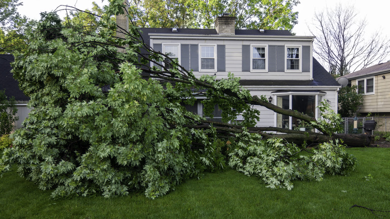 tree fallen into yard