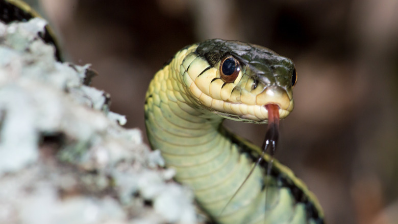 eastern garter snake