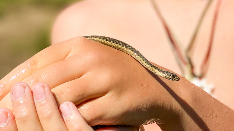 person holding a garden snake