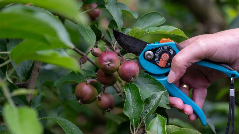 Thinning apples on a branch