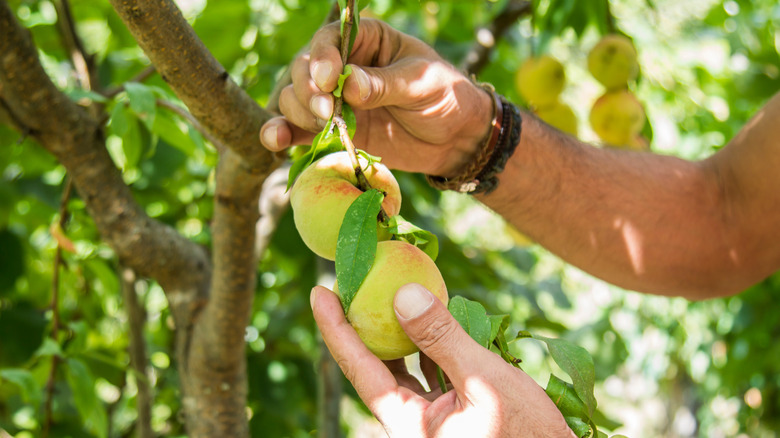 Thinning peaches on a branch