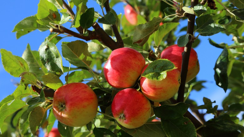 Apples on a branch