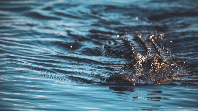 alligator swimming