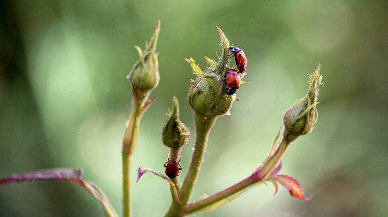 Ladybugs eating pests on roses