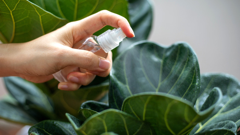 spraying water on a fiddle leaf fig