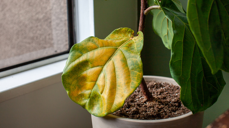 yellow leaves on a fiddle leaf fig