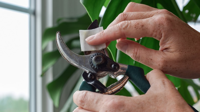 Wiping down pruning shears