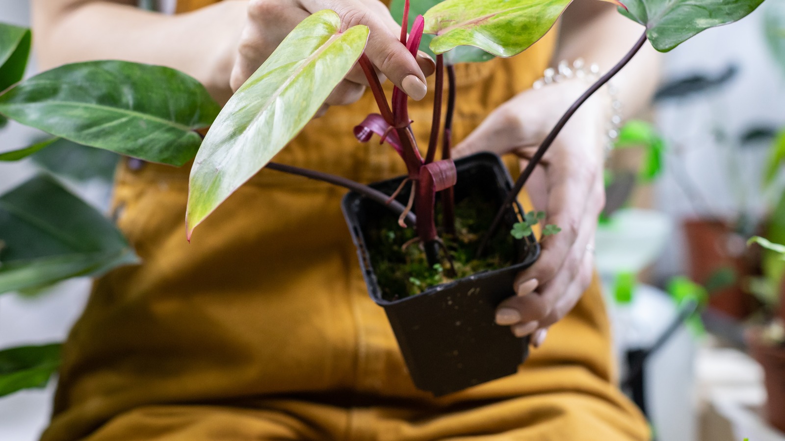 What To Do If Weeds Pop Up Around Your Houseplants