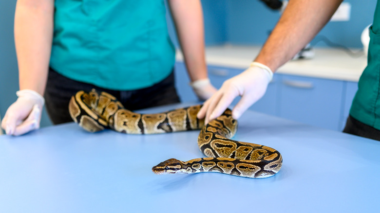 Experts examining a snake