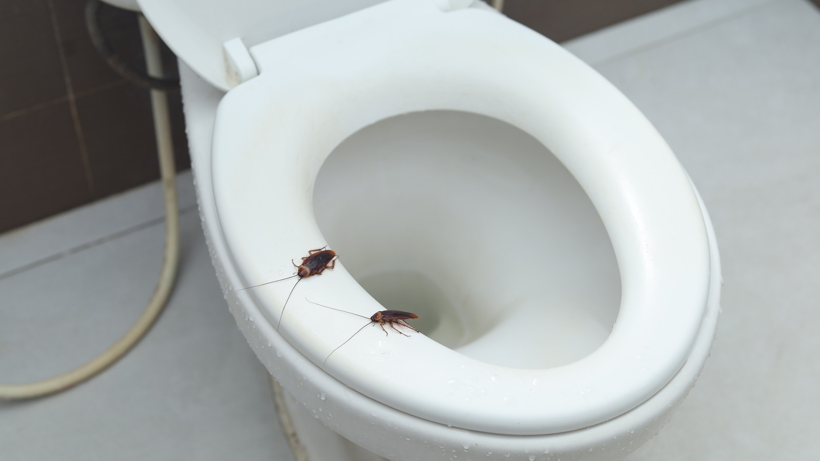 What To Do If You Find A Cockroach Crawling Up Your Toilet   L Intro 1698748113 