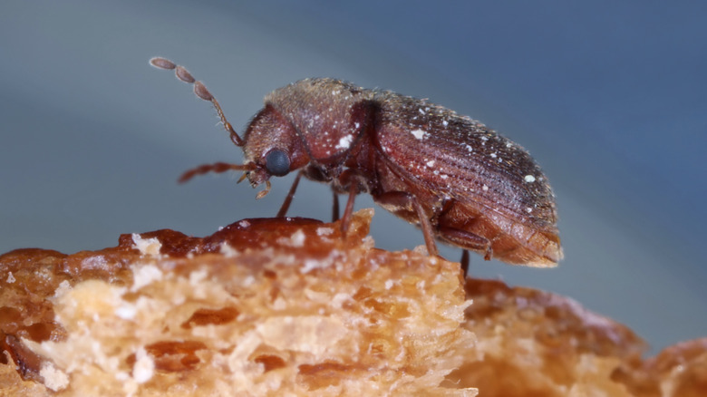 drugstore beetle on bread