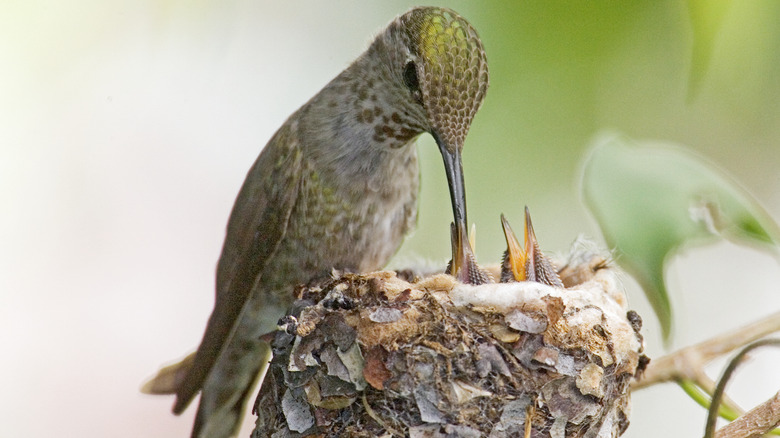 Female hummingbird feeding chicks in nest