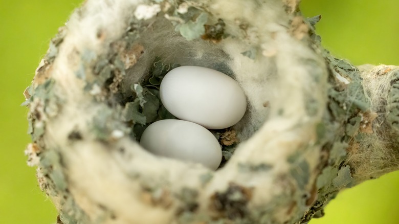 Close-up of hummingbird nest with two eggs