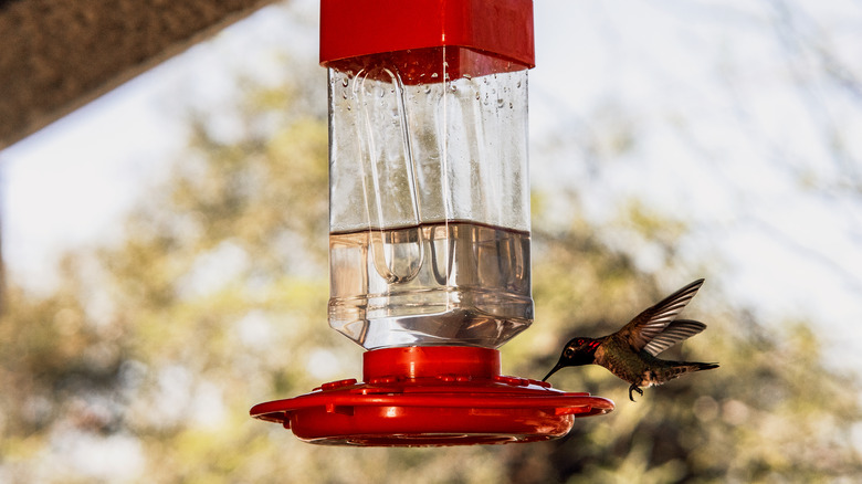 hummingbird at feeder