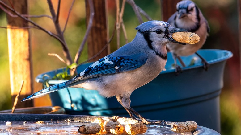 blue jay eating a peanut