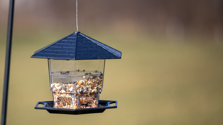 bird feeder in backyard