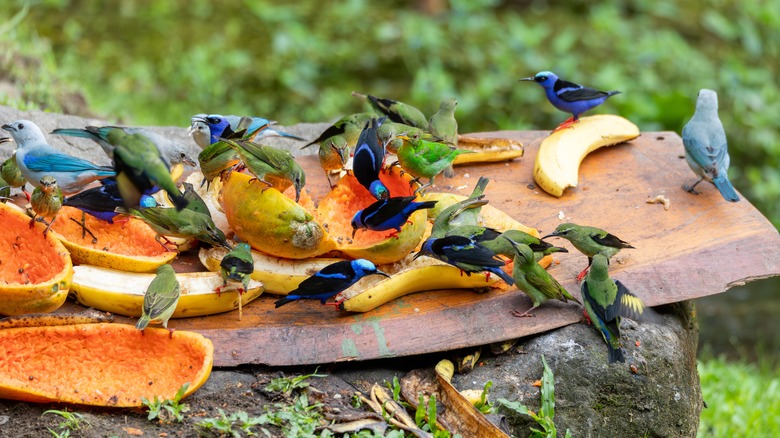 lots of birds at feeder