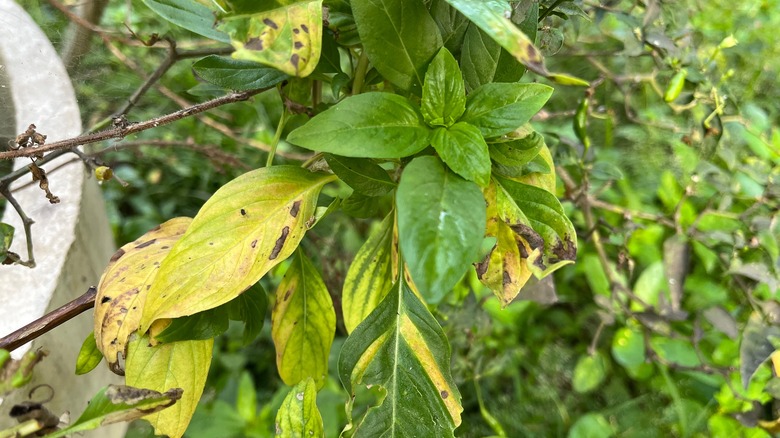 What To Do If Your Basil Leaves Are Turning Yellow